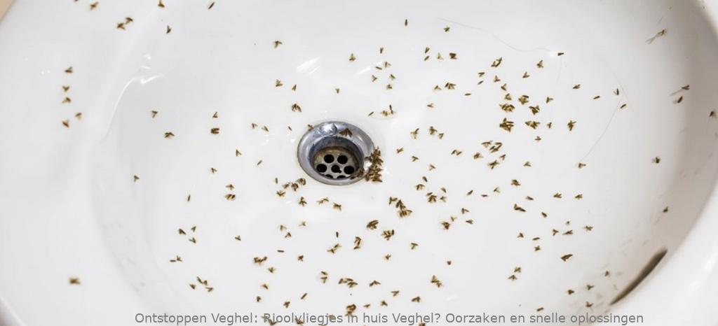 Rioolvliegjes in huis Veghel? Oorzaken en snelle oplossingen